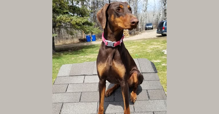 Photo of Tess, a Doberman Pinscher  in Thunder Bay, ON, Canada