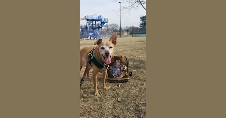 Cricket, a Miniature Pinscher and Beagle mix tested with EmbarkVet.com