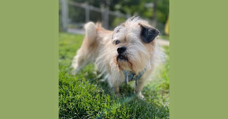 Winston, a Pugapoo tested with EmbarkVet.com