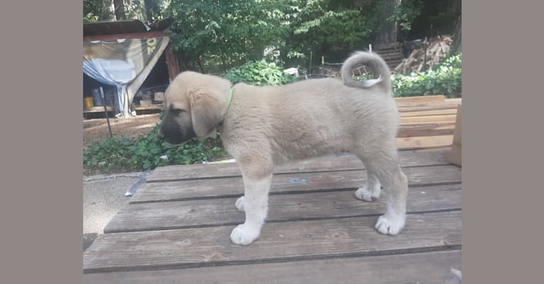 Duke, a Great Pyrenees and Anatolian Shepherd Dog mix tested with EmbarkVet.com