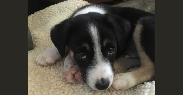 Tinker Tailor, a Mountain Cur and Australian Shepherd mix tested with EmbarkVet.com