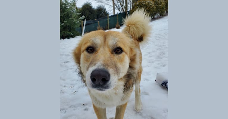 Nelson, an Arabian Village Dog tested with EmbarkVet.com