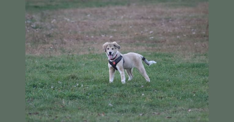 Duck, a Great Pyrenees and Beagle mix tested with EmbarkVet.com