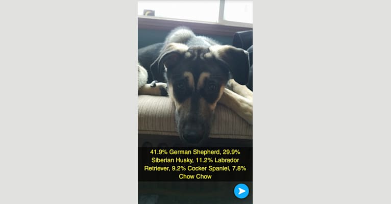 Dexter, a German Shepherd Dog and Siberian Husky mix tested with EmbarkVet.com