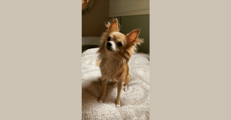 L'il Critter, a Chihuahua tested with EmbarkVet.com