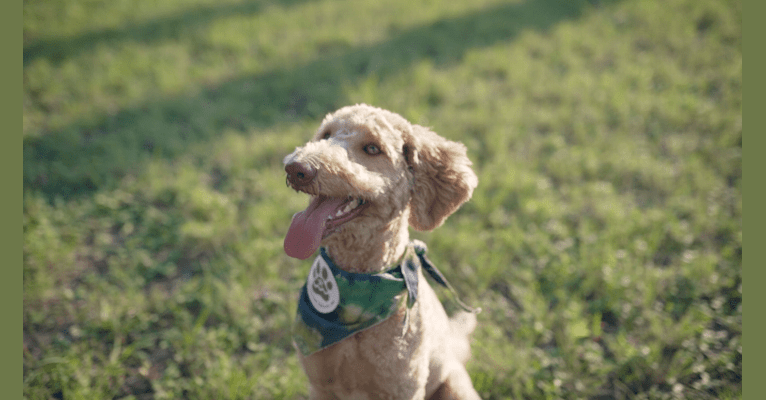 Sadie, an Aussiedoodle tested with EmbarkVet.com