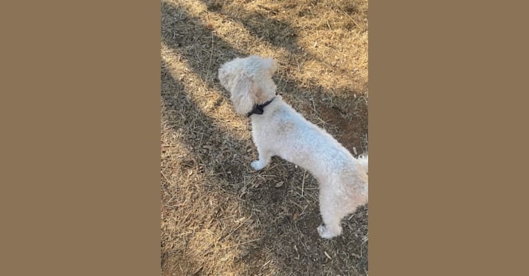 Pax, a Poodle (Small) and Cocker Spaniel mix tested with EmbarkVet.com