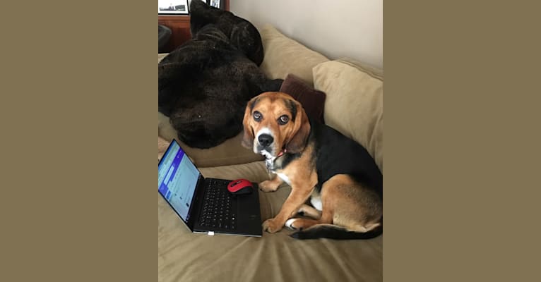 Shiloh, a Beagle and Cocker Spaniel mix tested with EmbarkVet.com