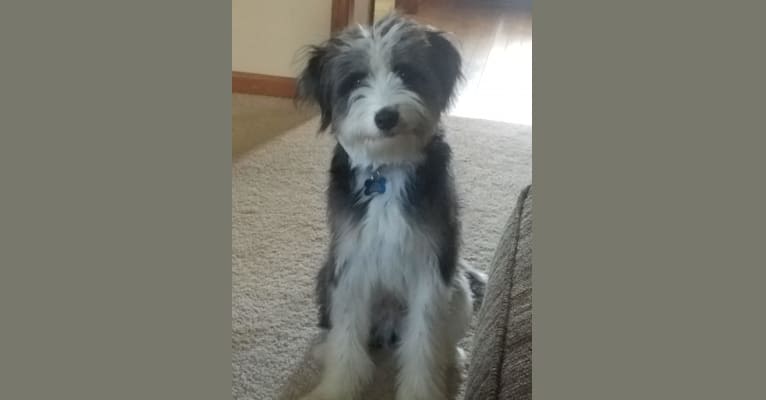 Shih tzu collie cross deals