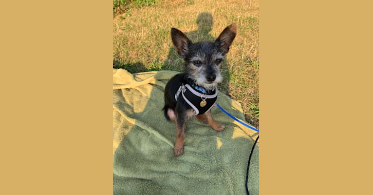 Alfred, a Yorkshire Terrier and Chihuahua mix tested with EmbarkVet.com
