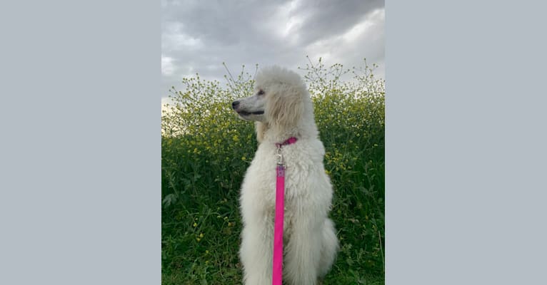 Bella, a Poodle (Standard) tested with EmbarkVet.com