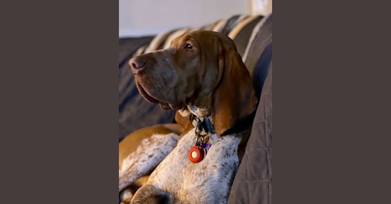 Archie, a Bracco Italiano tested with EmbarkVet.com