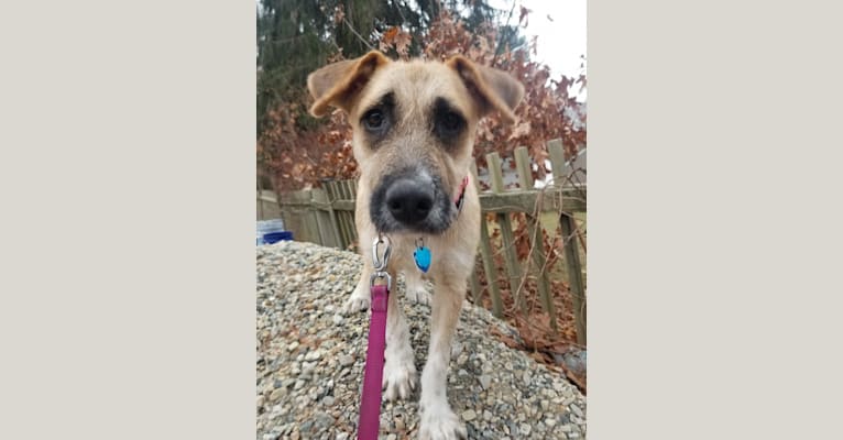 Zelda, a Great Pyrenees and Airedale Terrier mix tested with EmbarkVet.com