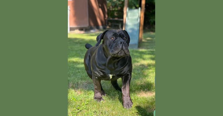 Jabali Boland, a Boerboel tested with EmbarkVet.com