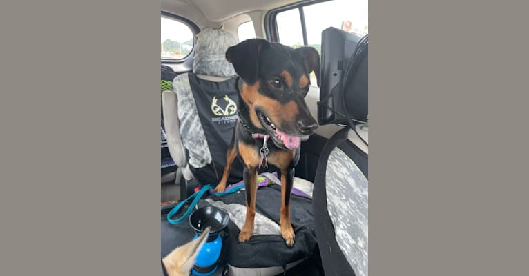 Photo of Lexi, a Boxer, Chihuahua, Miniature Pinscher, and Mixed mix in Canton, Georgia, USA