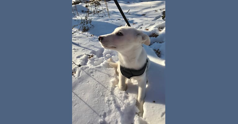 Atlas, an Australian Cattle Dog and Siberian Husky mix tested with EmbarkVet.com