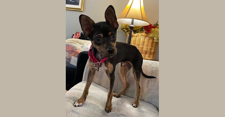 Maverick, a Chihuahua and Pomeranian mix tested with EmbarkVet.com