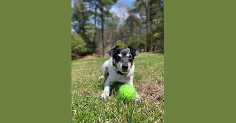 Luke, a Russell-type Terrier and Chihuahua mix tested with EmbarkVet.com