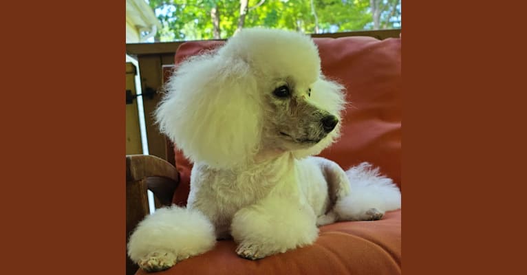 Lilo, a Poodle (Small) tested with EmbarkVet.com