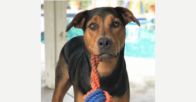 Photo of Lily, a Rottweiler, American Pit Bull Terrier, and Doberman Pinscher mix in La Puente, CA, USA