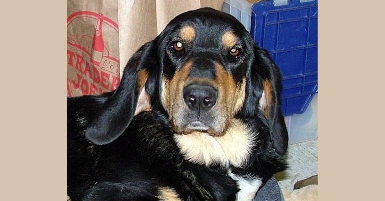 Schuyler, a Basset Hound and German Shepherd Dog mix tested with EmbarkVet.com