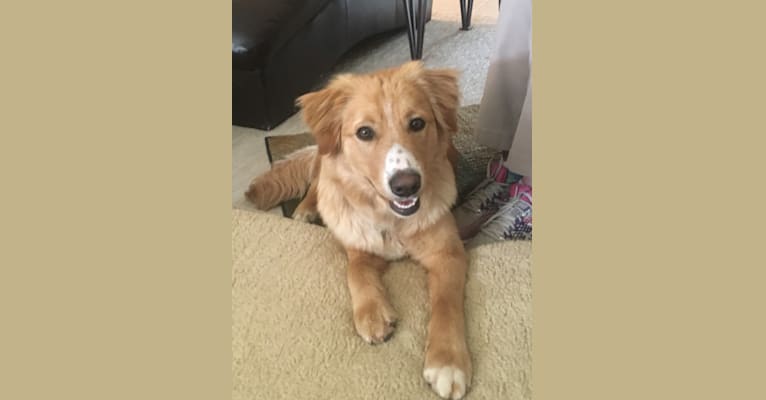 Rusty, a Border Collie and Australian Shepherd mix tested with EmbarkVet.com