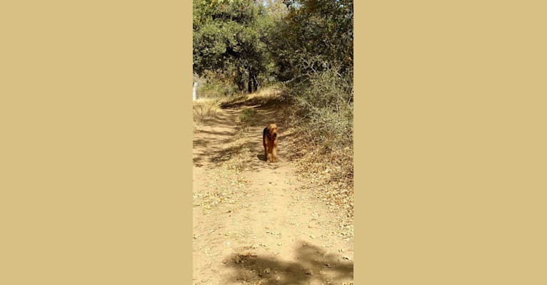 Photo of Sasha, an Airedale Terrier  in ranch near Tule Springs, AZ, USA
