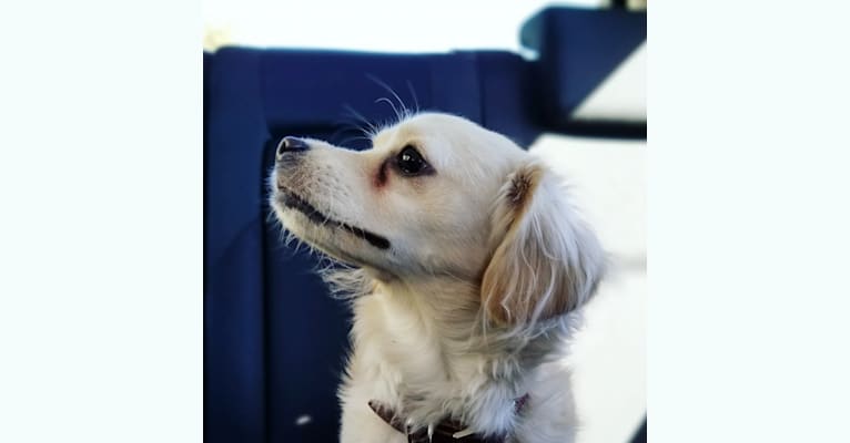 Hiro, a Cocker Spaniel and Chihuahua mix tested with EmbarkVet.com