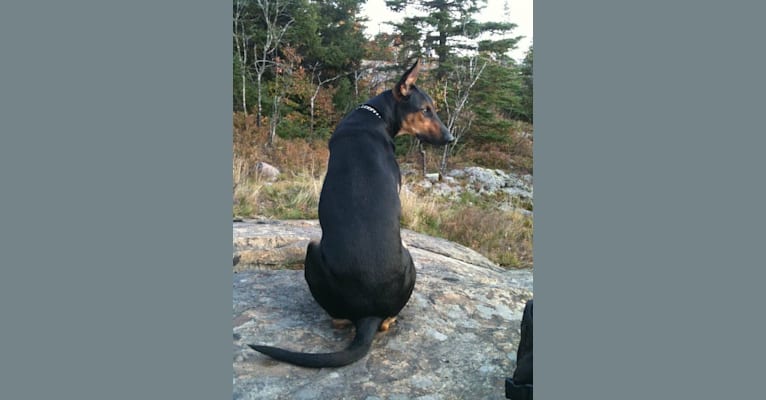 Sky, a Doberman Pinscher and German Shepherd Dog mix tested with EmbarkVet.com