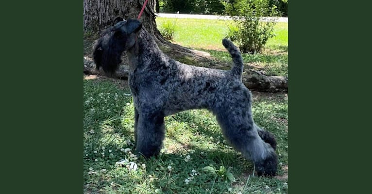 JoJo, a Kerry Blue Terrier tested with EmbarkVet.com