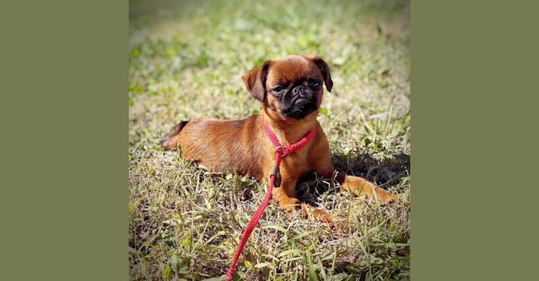 SHEVILAN TAMARA, a Brussels Griffon tested with EmbarkVet.com