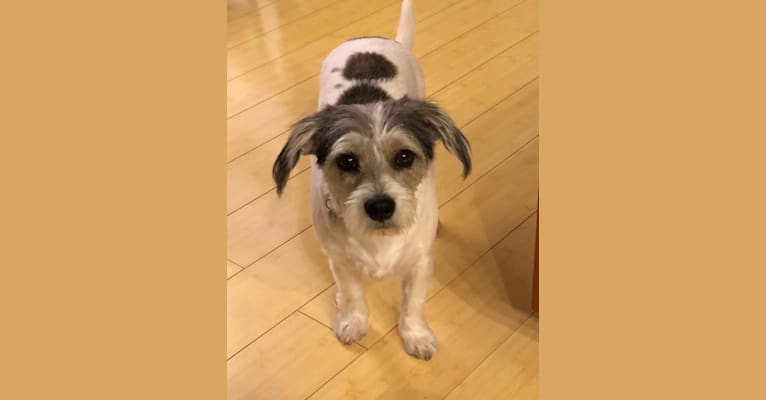 Hazel, a Lhasa Apso and Beagle mix tested with EmbarkVet.com