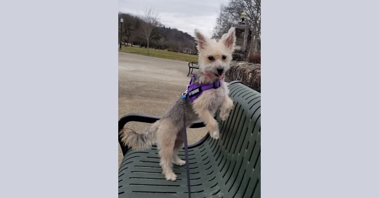 Molly, a Maltese and Pembroke Welsh Corgi mix tested with EmbarkVet.com