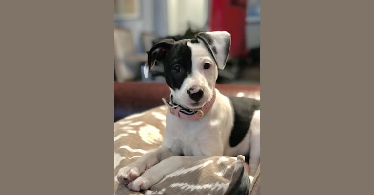 Pointer staffordshire terrier mix online