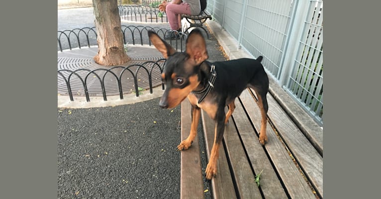 Zayn, a Miniature Pinscher tested with EmbarkVet.com