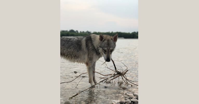 Ade, a Czechoslovakian Vlcak tested with EmbarkVet.com