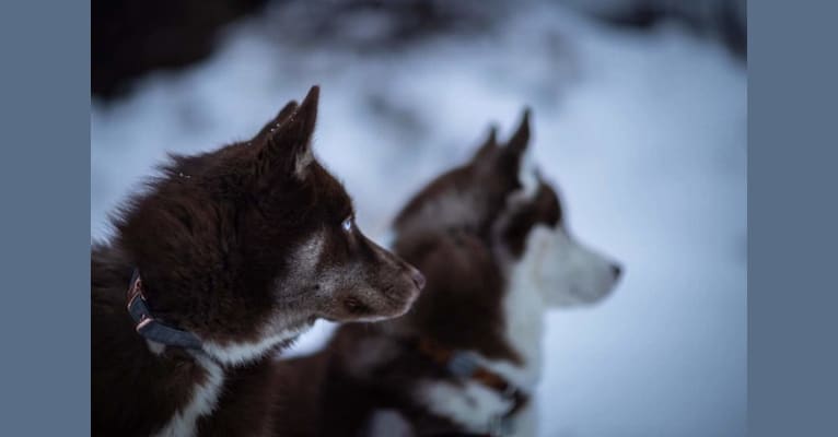 Photo of Omen, a Siberian Husky  in Vermont, USA