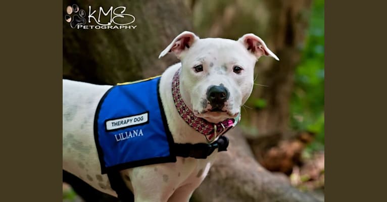 Liliana, an American Pit Bull Terrier tested with EmbarkVet.com