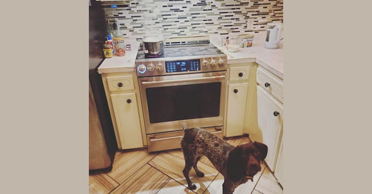 Photo of Tinsley, a German Shorthaired Pointer  in Lillington, NC, USA