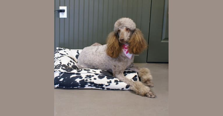 Pascal Royal Spicy Moley Kalbfliesh, a Poodle (Standard) tested with EmbarkVet.com