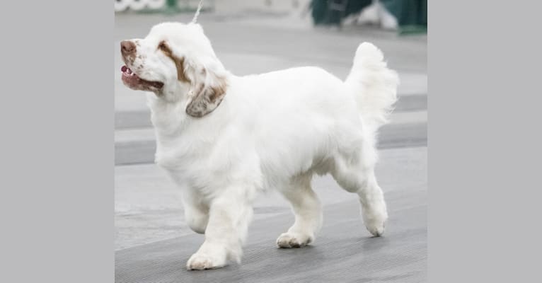 Photo of Joey, a Clumber Spaniel  in Spruce Grove, AB, Canada