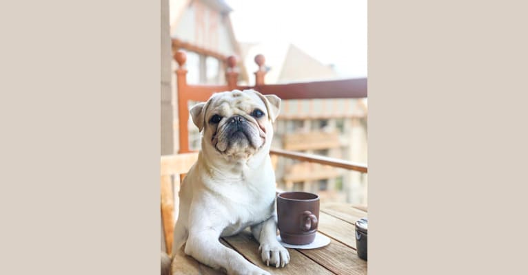 Po, a Pug tested with EmbarkVet.com