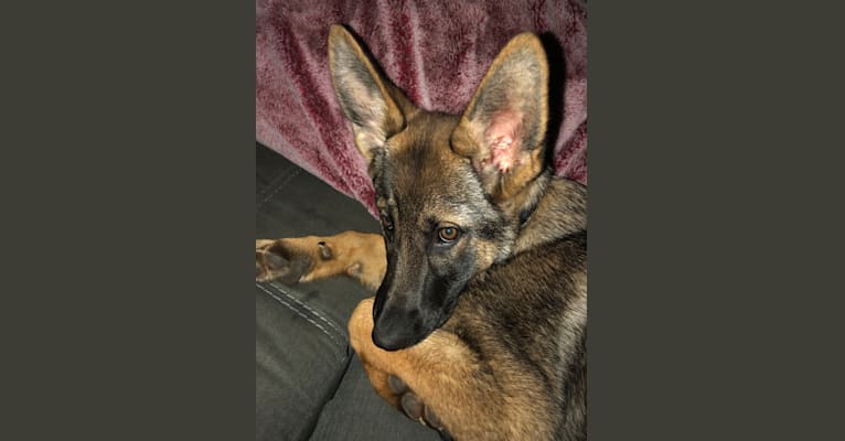 Meena, a German Shepherd Dog tested with EmbarkVet.com