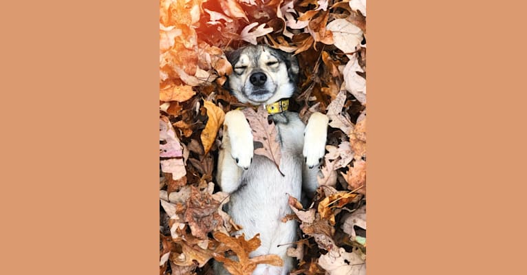 Malia, a Beagle and Labrador Retriever mix tested with EmbarkVet.com