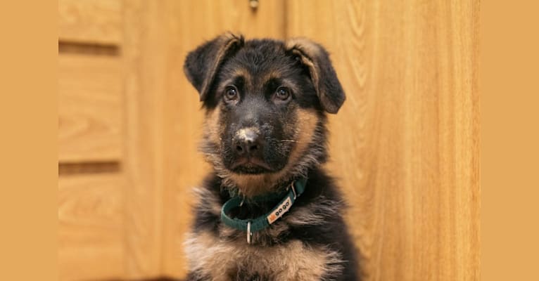 Loki, a German Shepherd Dog tested with EmbarkVet.com