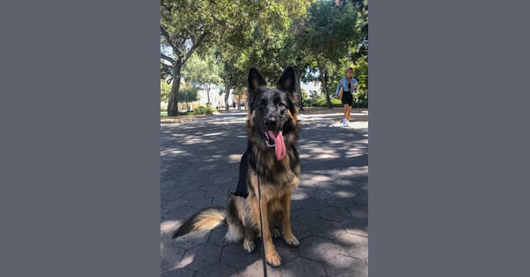 Nova, a German Shepherd Dog tested with EmbarkVet.com