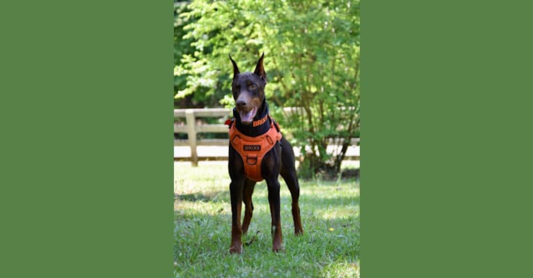 Tanner’s Forged in Fire “Brixx”, a Doberman Pinscher tested with EmbarkVet.com