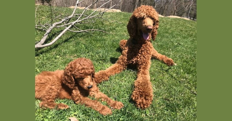 Opie, a Poodle (Standard) tested with EmbarkVet.com