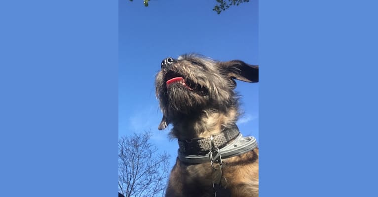 Bucky, a Lhasa Apso and Rat Terrier mix tested with EmbarkVet.com