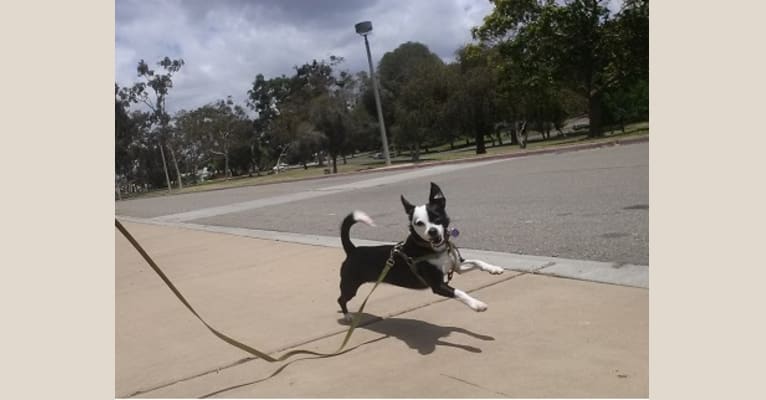 Calliope, a Chihuahua and Poodle (Small) mix tested with EmbarkVet.com